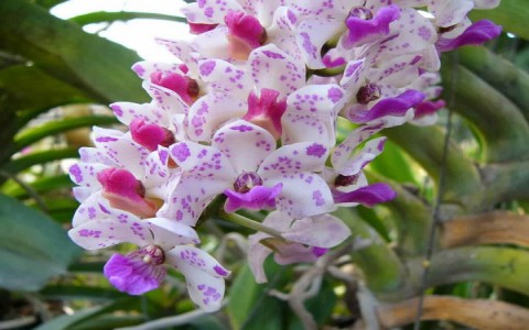 Các loại hoa lan nào đẹp và dễ trồng nhất cho người mới chơi lan